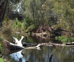 Local Flood Guide Newstead - Mount Alexander Shire Council
