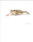 TOADS HAVE WARTS AND THAT'S - Boulder County