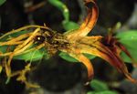 Darkwinged Fungus Gnat - HARK Orchideen