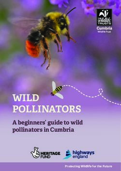 WILD POLLINATORS A beginners' guide to wild pollinators in Cumbria - Protecting Wildlife for the Future - Cumbria Wildlife Trust