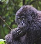 Gorillas are the mightiest creatures in the forest But their survival could depend on some of the smallest - The Gorilla ...