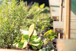 Healthy Growing food, growing - Opportunities for the European healthcare sector - Health Care ...