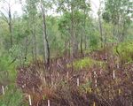 Technical highlights Invasive plant and animal research 2012-13 - Department of Agriculture, Fisheries and Forestry - Department of Agriculture ...