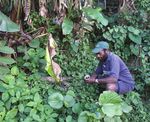 Technical highlights Invasive plant and animal research 2012-13 - Department of Agriculture, Fisheries and Forestry - Department of Agriculture ...