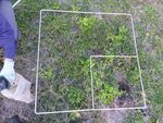 Technical highlights Invasive plant and animal research 2012-13 - Department of Agriculture, Fisheries and Forestry - Department of Agriculture ...