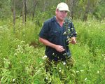 Technical highlights Invasive plant and animal research 2012-13 - Department of Agriculture, Fisheries and Forestry - Department of Agriculture ...