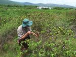Technical highlights Invasive plant and animal research 2012-13 - Department of Agriculture, Fisheries and Forestry - Department of Agriculture ...