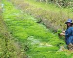 Technical highlights Invasive plant and animal research 2012-13 - Department of Agriculture, Fisheries and Forestry - Department of Agriculture ...