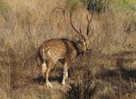 Technical highlights Invasive plant and animal research 2012-13 - Department of Agriculture, Fisheries and Forestry - Department of Agriculture ...