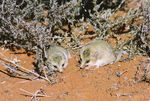Technical highlights Invasive plant and animal research 2012-13 - Department of Agriculture, Fisheries and Forestry - Department of Agriculture ...