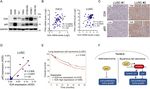 E47 upregulates &Delta;Np63&alpha; to promote growth of squamous cell carcinoma