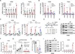 E47 upregulates &Delta;Np63&alpha; to promote growth of squamous cell carcinoma