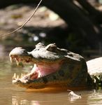 Sustainable harvest of the spectacled caiman - Wildlife ...