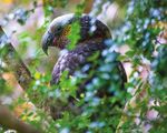Flight oF the Condor - Golden Gate Audubon Society