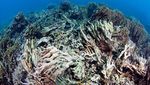 The Coral Reef Economy - The business case for investment in the protection, preservation and enhancement of coral reef health - International ...