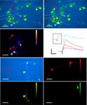 Non-genetic photoacoustic stimulation of single neurons by a tapered fiber optoacoustic emitter