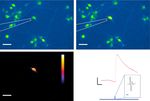 Non-genetic photoacoustic stimulation of single neurons by a tapered fiber optoacoustic emitter