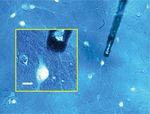 Non-genetic photoacoustic stimulation of single neurons by a tapered fiber optoacoustic emitter