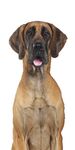 Monthly tick and flea protection for dogs that keeps going strong for 35 days.1 - NAVC.com