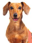 Monthly tick and flea protection for dogs that keeps going strong for 35 days.1 - NAVC.com
