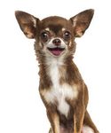 Monthly tick and flea protection for dogs that keeps going strong for 35 days.1 - NAVC.com
