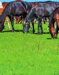 Horses in Agricultural Policy - European Horse Network