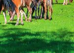 Horses in Agricultural Policy - European Horse Network