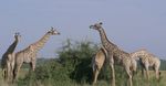 WHERE THE LIONS ROAR: BOTSWANA - "Your best chance on a true Safari and Lion Experience!" - Tour 2: 14