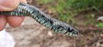 Different shades of snake: Peculiar coloration in an urban population of the Grass Snake, Natrix natrix (Linnaeus, 1758)