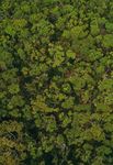 Australian Wildlife & Nature Recovery Fund - 2020 BUSHFIRE RESPONSE - WWF-Australia