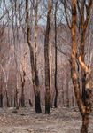 Australian Wildlife & Nature Recovery Fund - 2020 BUSHFIRE RESPONSE - WWF-Australia