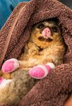 Australian Wildlife & Nature Recovery Fund - 2020 BUSHFIRE RESPONSE - WWF-Australia
