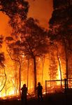 Australian Wildlife & Nature Recovery Fund - 2020 BUSHFIRE RESPONSE - WWF-Australia