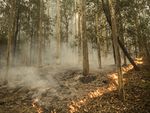 Australian Wildlife & Nature Recovery Fund - 2020 BUSHFIRE RESPONSE - WWF-Australia