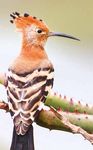 Ornitholiday - Morgan Trimble