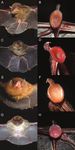 FIRST CONFIRMED RECORD OF THE LAVAL'S DISK-WINGED BAT, THYROPTERA LAVALI PINE, 1993 (CHIROPTERA, THYROPTERIDAE), FROM COLOMBIA - CHECK LIST