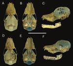 FIRST CONFIRMED RECORD OF THE LAVAL'S DISK-WINGED BAT, THYROPTERA LAVALI PINE, 1993 (CHIROPTERA, THYROPTERIDAE), FROM COLOMBIA - CHECK LIST