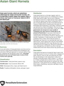 Asian Giant Hornets - Penn State Extension