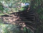 Collecting on Catahoula Lake - by Randy Bennett - The Greater New Orleans Bonsai ...