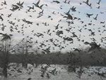 Collecting on Catahoula Lake - by Randy Bennett - The Greater New Orleans Bonsai ...