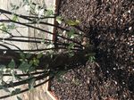 Collecting on Catahoula Lake - by Randy Bennett - The Greater New Orleans Bonsai ...