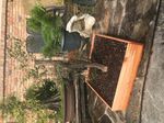 Collecting on Catahoula Lake - by Randy Bennett - The Greater New Orleans Bonsai ...