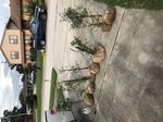 Collecting on Catahoula Lake - by Randy Bennett - The Greater New Orleans Bonsai ...