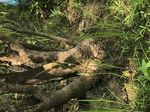 Collecting on Catahoula Lake - by Randy Bennett - The Greater New Orleans Bonsai ...