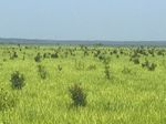 Collecting on Catahoula Lake - by Randy Bennett - The Greater New Orleans Bonsai ...