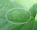 Watch for Two-spotted Spider Mites on High Tunnel Cucumbers