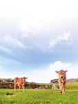SUPPORTING SUSTAINABLE FARMING - INSIDE THIS ISSUE 03 15 22 - Dairygold Agri ...