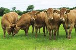 SUPPORTING SUSTAINABLE FARMING - INSIDE THIS ISSUE 03 15 22 - Dairygold Agri ...