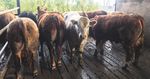 SUPPORTING SUSTAINABLE FARMING - INSIDE THIS ISSUE 03 15 22 - Dairygold Agri ...
