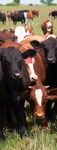 SUPPORTING SUSTAINABLE FARMING - INSIDE THIS ISSUE 03 15 22 - Dairygold Agri ...